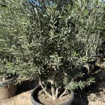 Olivovník európsky (Olea europaea) ´CIPRESSINO´ - výška 260-280 cm, kont. C60L – STĹPOVITÝ VIACKMENNÝ  (-12°C)
